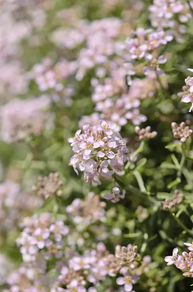 533228 - Alysson épineux (Hormatophylla spinosa)