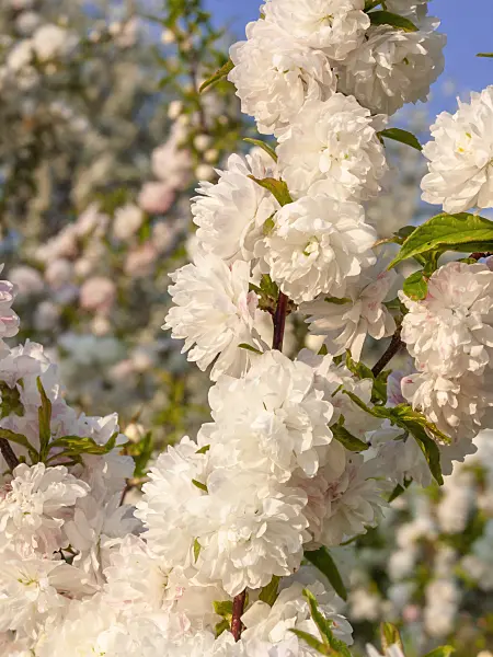 412052 - Amandier du Japon (Prunus glandulosa 'Alboplena')