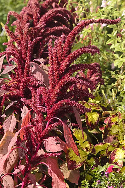 548147 - Amarante couleur de sang (Amaranthus cruentus 'Oeschberg')