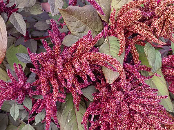 464025 - Amarante couleur de sang (Amaranthus cruentus 'Velvet Curtains')