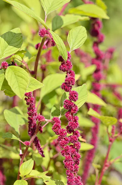 535038 - Amarante queue-de-renard (Amaranthus caudatus)