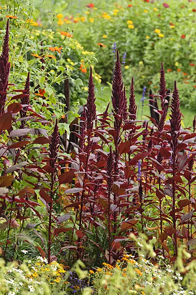 488055 - Amaranth (Amaranthus)
