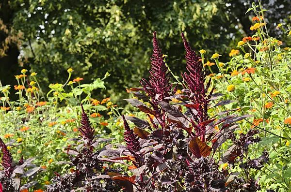 499076 - Amaranth (Amaranthus) and Mexican sunflower (Tithonia rotundifolia)