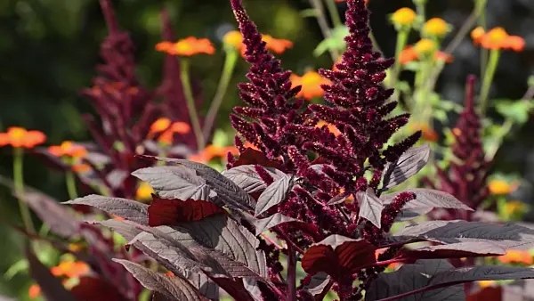 499087 - Amaranth (Amaranthus) and Mexican sunflower (Tithonia rotundifolia)