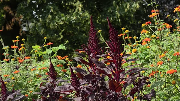 499088 - Amaranth (Amaranthus) and Mexican sunflower (Tithonia rotundifolia)