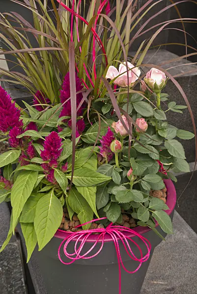 545174 - Amaranth (Amaranthus) and rose (Rosa) in a flower tub