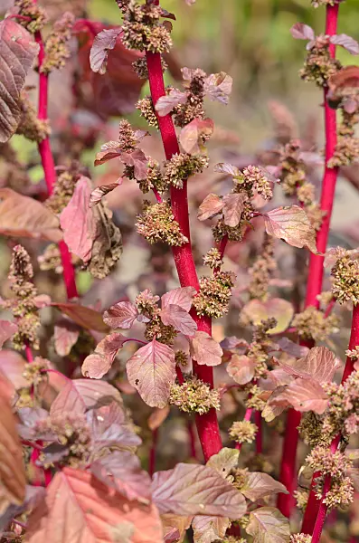 535202 - Amaranth (Amaranthus lividus var. rubrum)