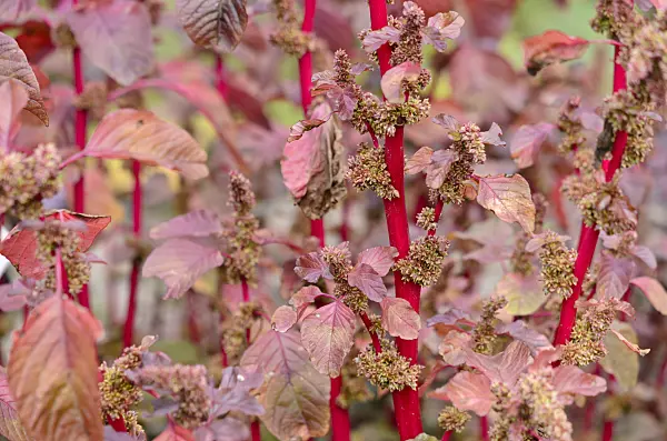 535203 - Amaranth (Amaranthus lividus var. rubrum)