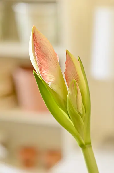 529027 - Amaryllis (Hippeastrum)