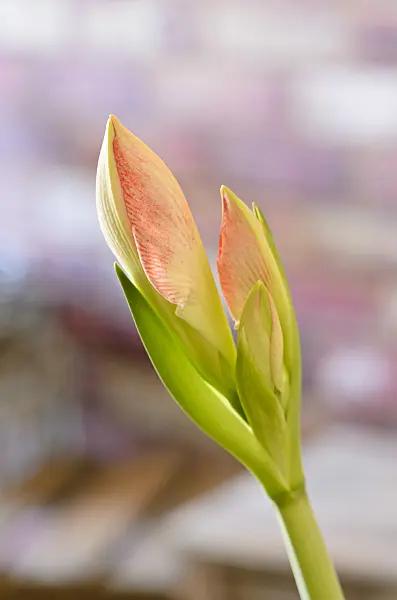 529028 - Amaryllis (Hippeastrum)