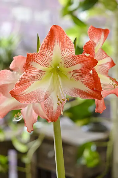529029 - Amaryllis (Hippeastrum)