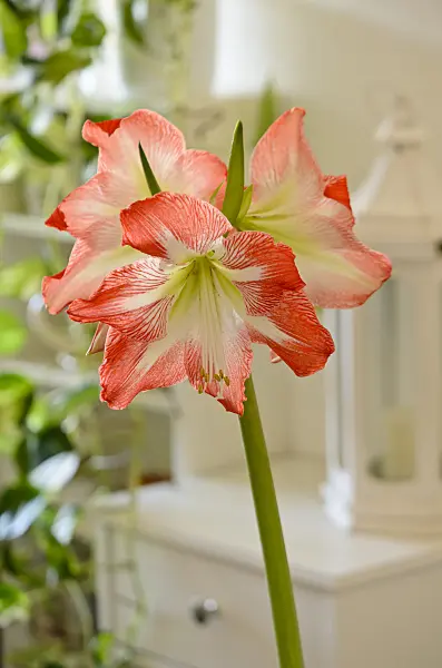 529030 - Amaryllis (Hippeastrum)