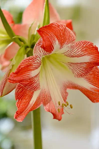 529031 - Amaryllis (Hippeastrum)