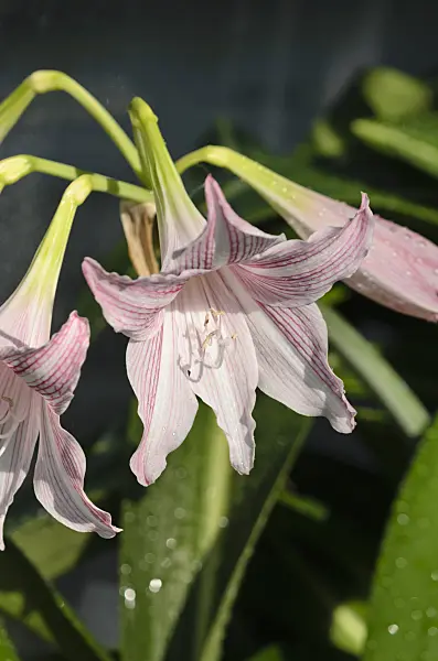 523206 - Amaryllis (Hippeastrum reticulatum var. striatifolium)