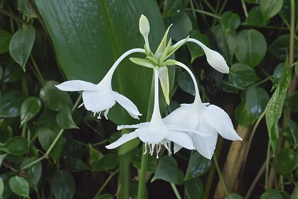 553002 - Amazon lily (Eucharis amazonica)