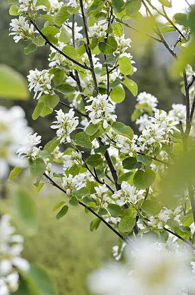 508355 - Amélanchier à feuilles d'aulne (Amelanchier alnifolia)