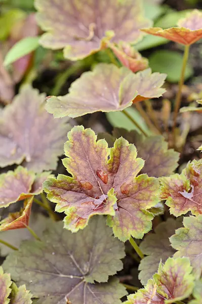 484068 - American alumroot (Heuchera americana)