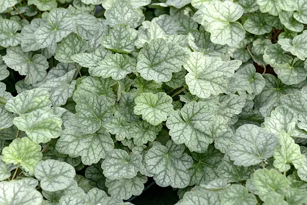 547151 - American alumroot (Heuchera americana 'Dale')