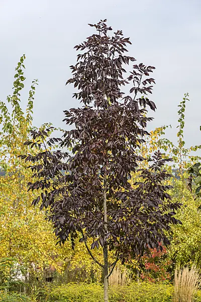 625216 - American ash (Fraxinus americana 'Autumn Purple')