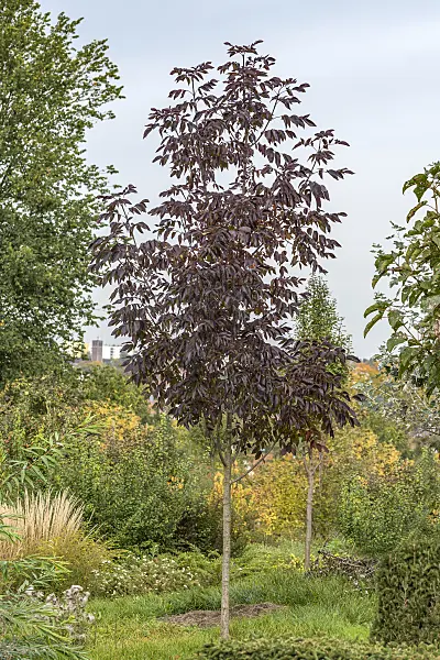 625217 - American ash (Fraxinus americana 'Autumn Purple')
