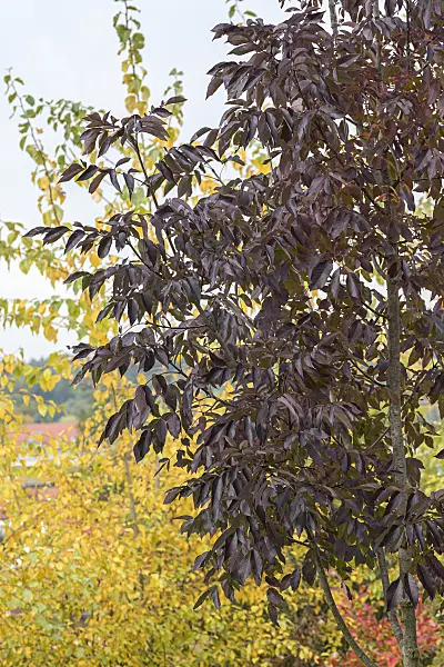 625218 - American ash (Fraxinus americana 'Autumn Purple')