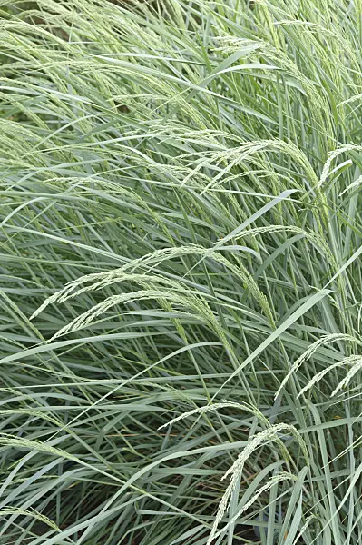 487181 - American beach grass (Ammophila breviligulata)