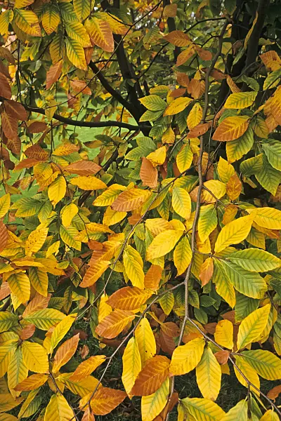 384007 - American beech (Fagus grandifolia)
