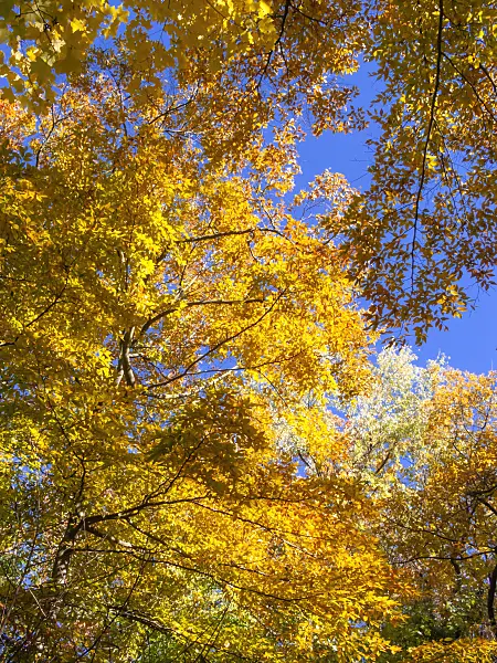 406057 - American beech (Fagus grandifolia)