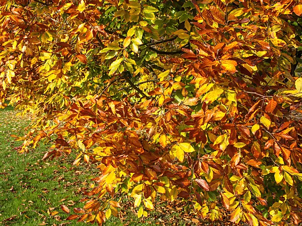 465196 - American beech (Fagus grandifolia)