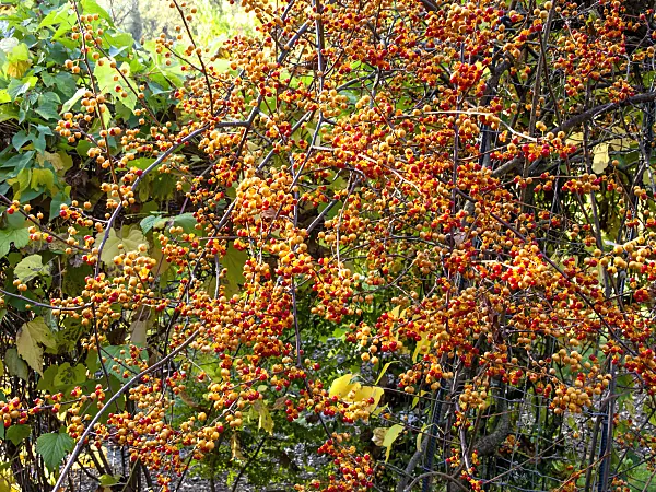 453152 - American bittersweet (Celastrus scandens)