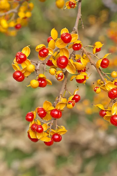 550020 - American bittersweet (Celastrus scandens)