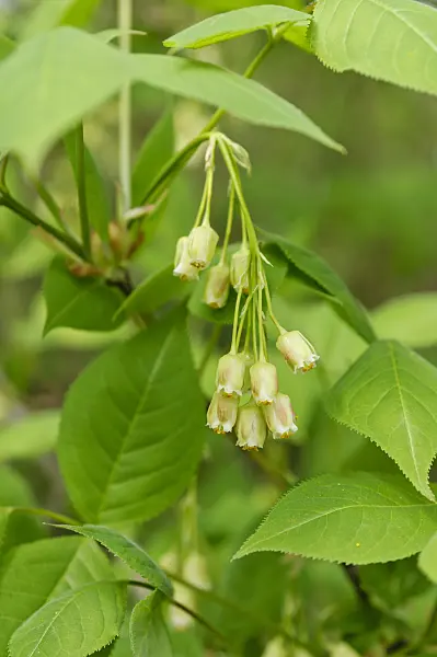 484154 - American bladdernut (Staphylea trifolia)
