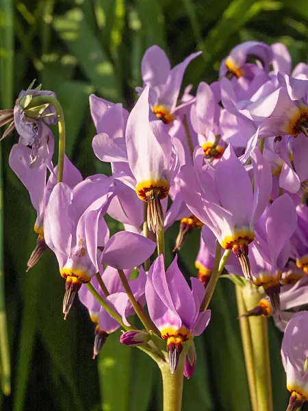 401245 - American cowslip (Dodecatheon meadia)