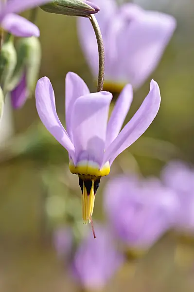 471280 - American cowslip (Dodecatheon meadia)