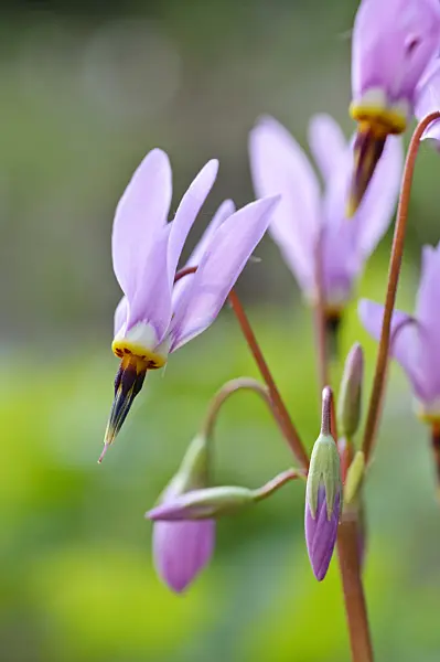 471345 - American cowslip (Dodecatheon meadia)