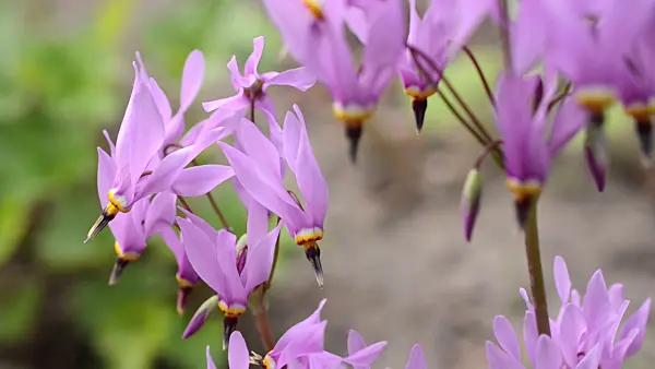 496015 - American cowslip (Dodecatheon meadia)
