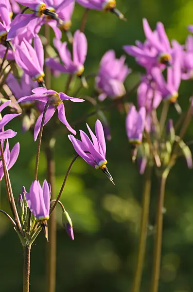 496100 - American cowslip (Dodecatheon meadia)