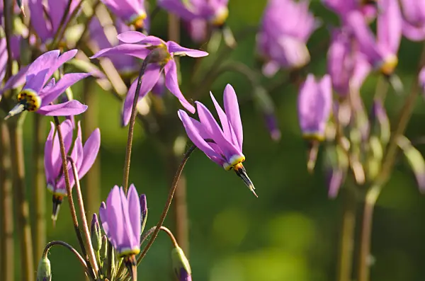 496101 - American cowslip (Dodecatheon meadia)