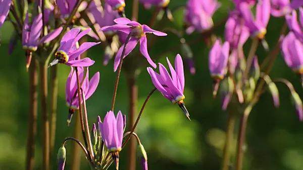 496128 - American cowslip (Dodecatheon meadia)