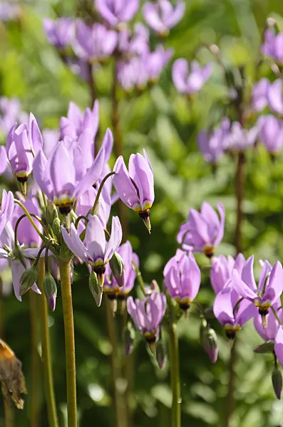 508092 - American cowslip (Dodecatheon meadia)