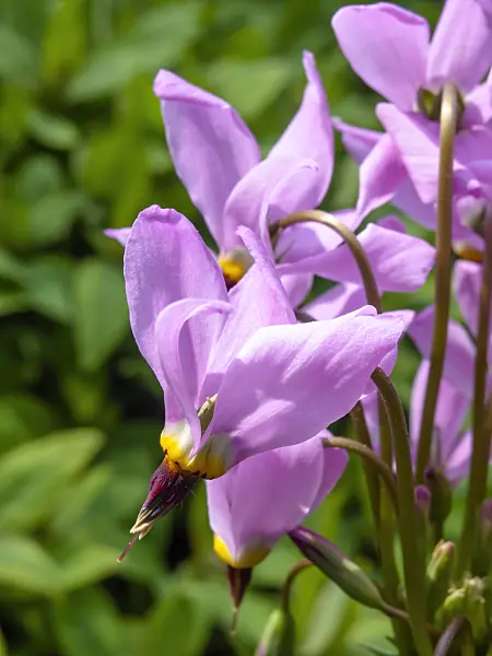 437250 - American cowslip (Dodecatheon meadia 'Goliath')