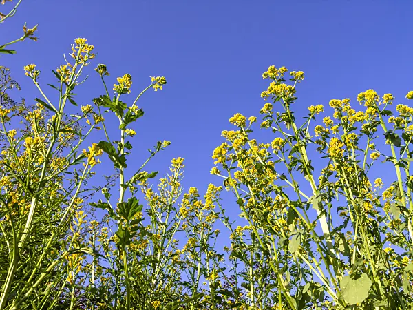 437219 - American cress (Barbarea verna)