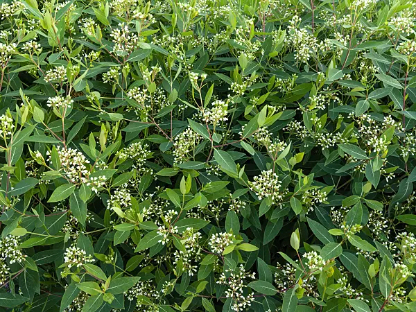461153 - American dogbane (Apocynum cannabinum)
