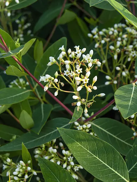461155 - American dogbane (Apocynum cannabinum)