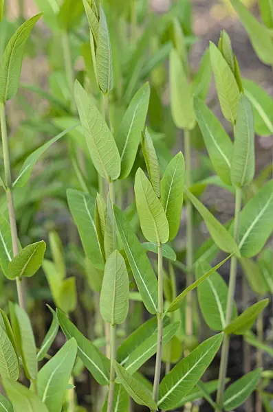 520248 - American dogbane (Apocynum cannabinum)