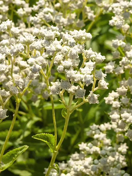 439375 - American  feverfew (Parthenium integrifolium)