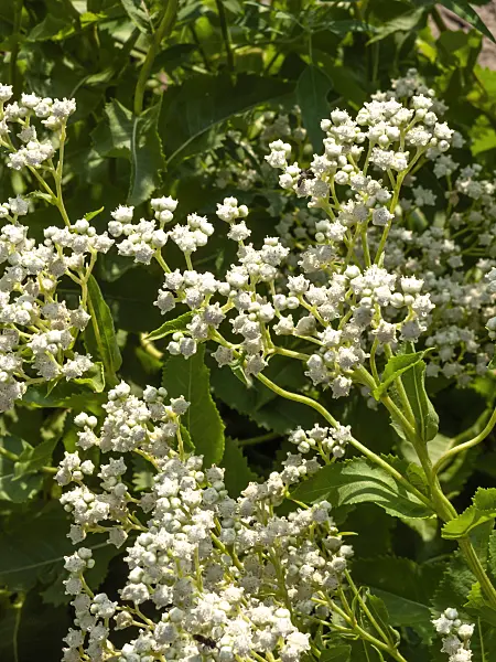 439376 - American  feverfew (Parthenium integrifolium)