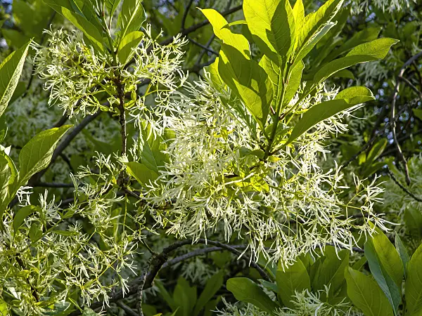 438023 - American fringe tree (Chionanthus virginicus)