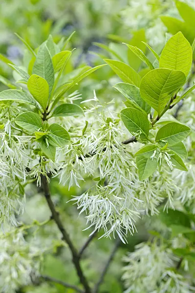 472306 - American fringe tree (Chionanthus virginicus)