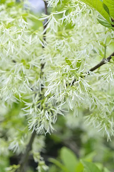472307 - American fringe tree (Chionanthus virginicus)